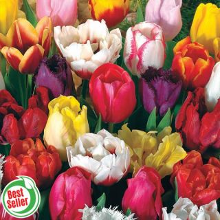 60 Days of Tulips Thumbnail